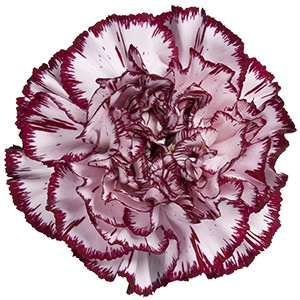 Срезанные цветы оптом Dianthus st perfect от 300шт из Голландии с доставкой по России