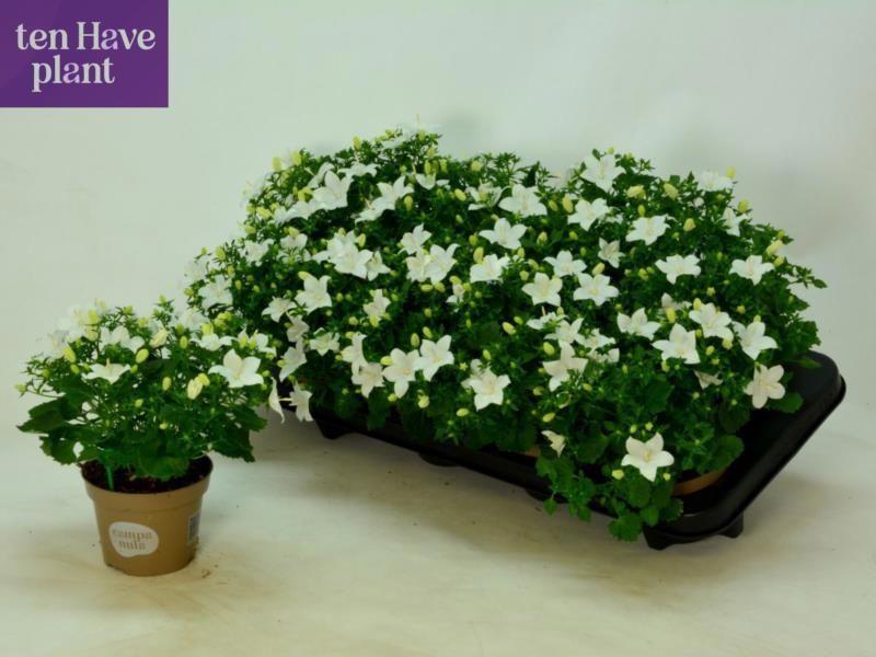 Горшечные цветы и растения оптом Camp Is Atlant White от 8шт (для телеги) из Голландии с доставкой по России