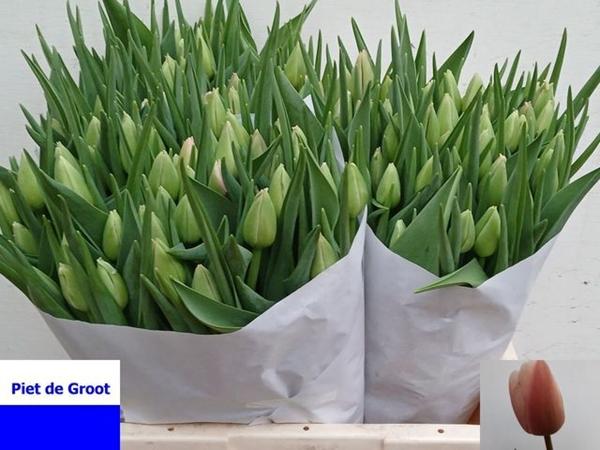 Срезанные цветы оптом Tulipa si ollioules от 150шт из Голландии с доставкой по России