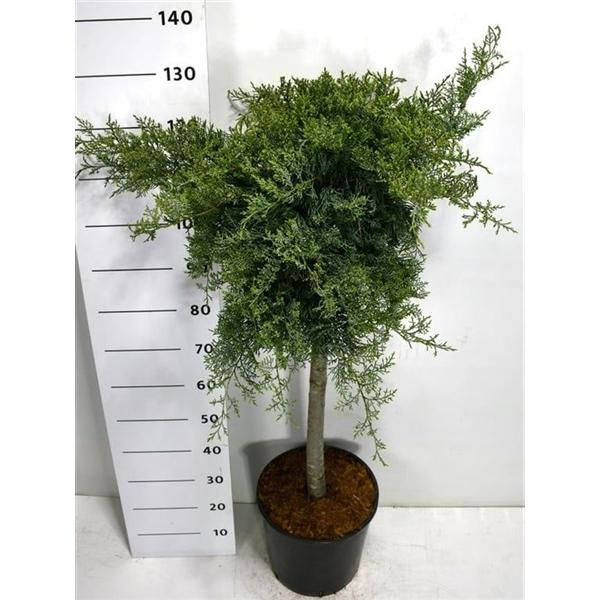 Горшечные цветы и растения оптом Juniperus Virg Grey Owl On Stem от 1шт из Голландии с доставкой по России