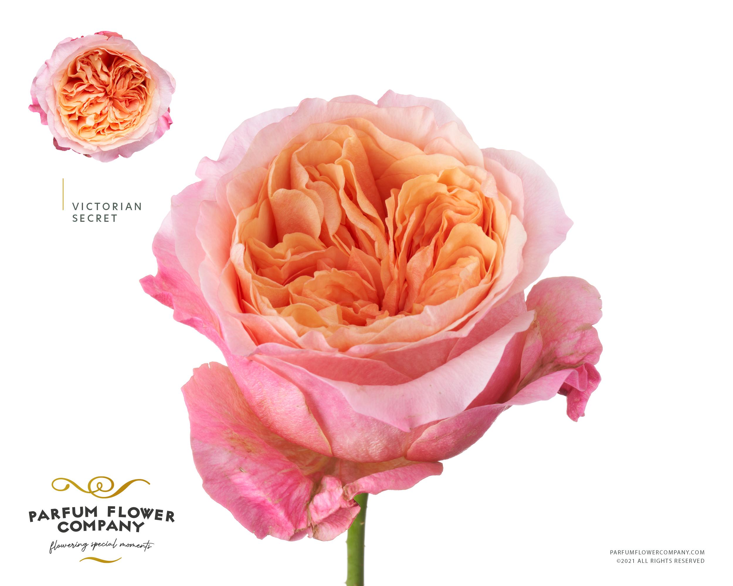 Срезанные цветы оптом Rosa garden victorian secret от 24шт из Голландии с доставкой по России