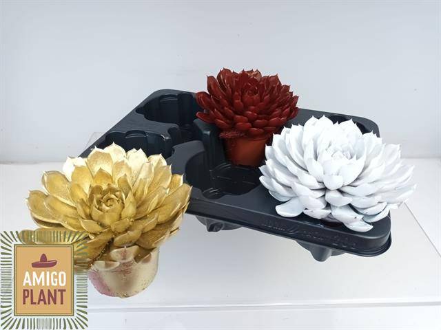 Горшечные цветы и растения оптом Echev Summer от 3шт из Голландии с доставкой по России