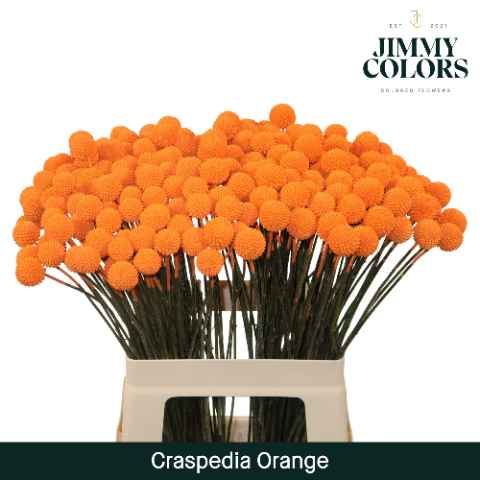 Срезанные цветы оптом Craspedia paint orange от 200шт. из Голландии с доставкой по России