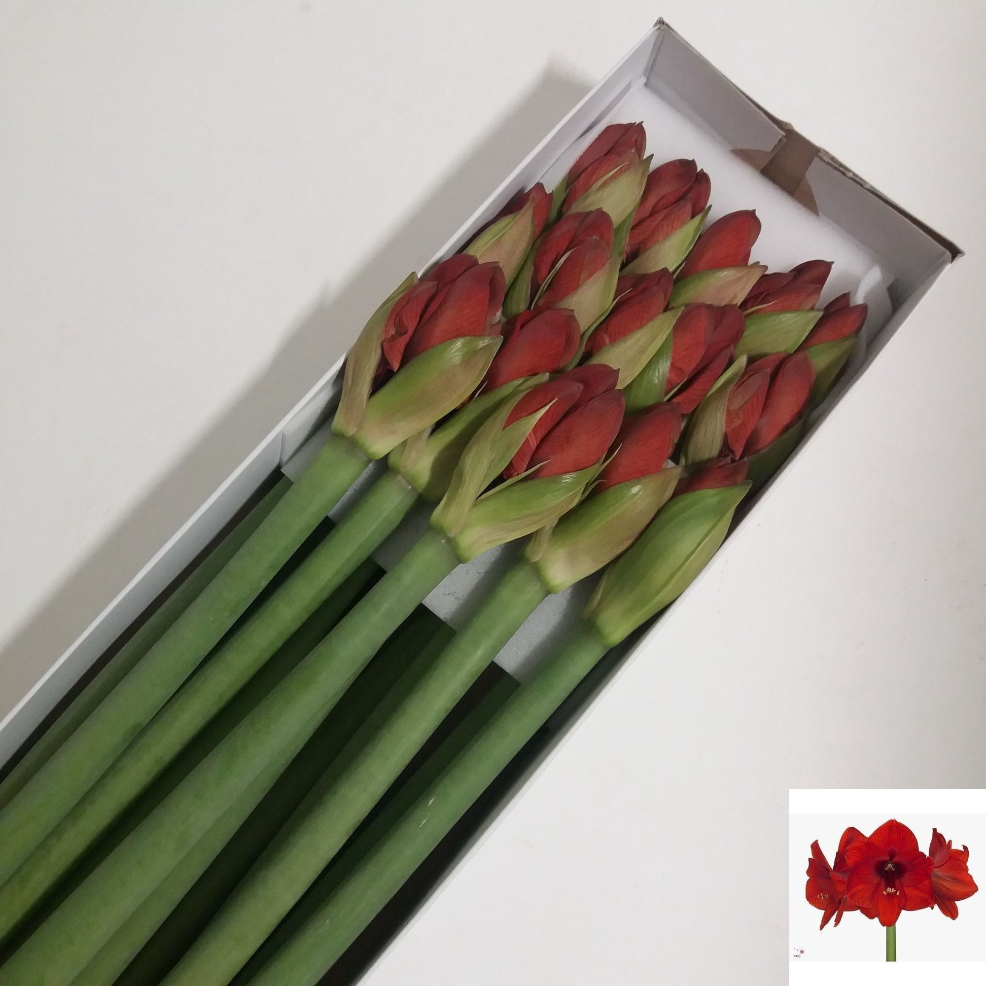 Срезанные цветы оптом Hippeastrum red lion от 15шт из Голландии с доставкой по России