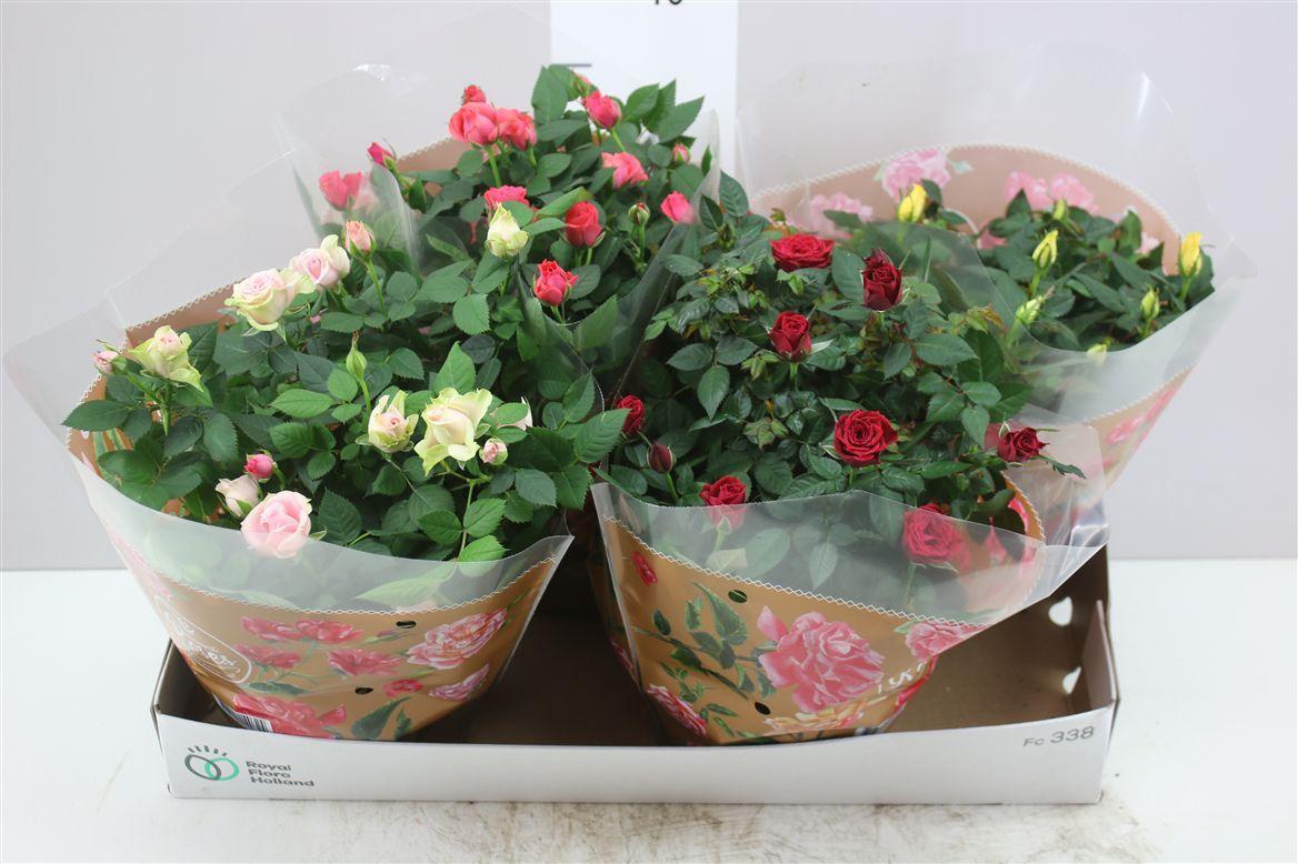 Горшечные цветы и растения оптом Rosa Favourite Gemengd Schaal от 4шт из Голландии с доставкой по России