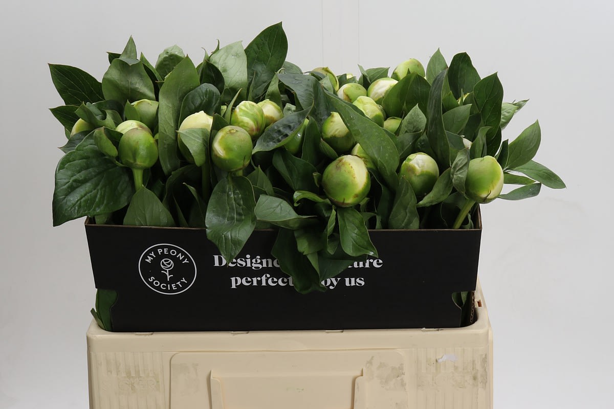 Срезанные цветы оптом Paeonia bridal shower от 50шт из Голландии с доставкой по России