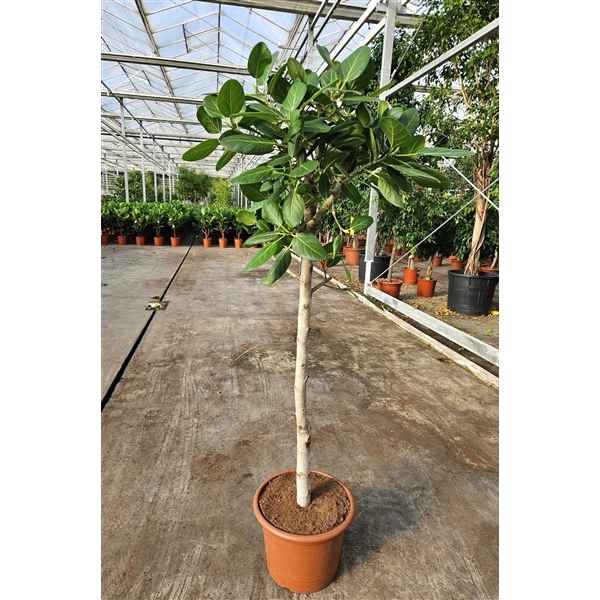 Горшечные цветы и растения оптом Ficus Benghalensis On Stem от 1шт из Голландии с доставкой по России