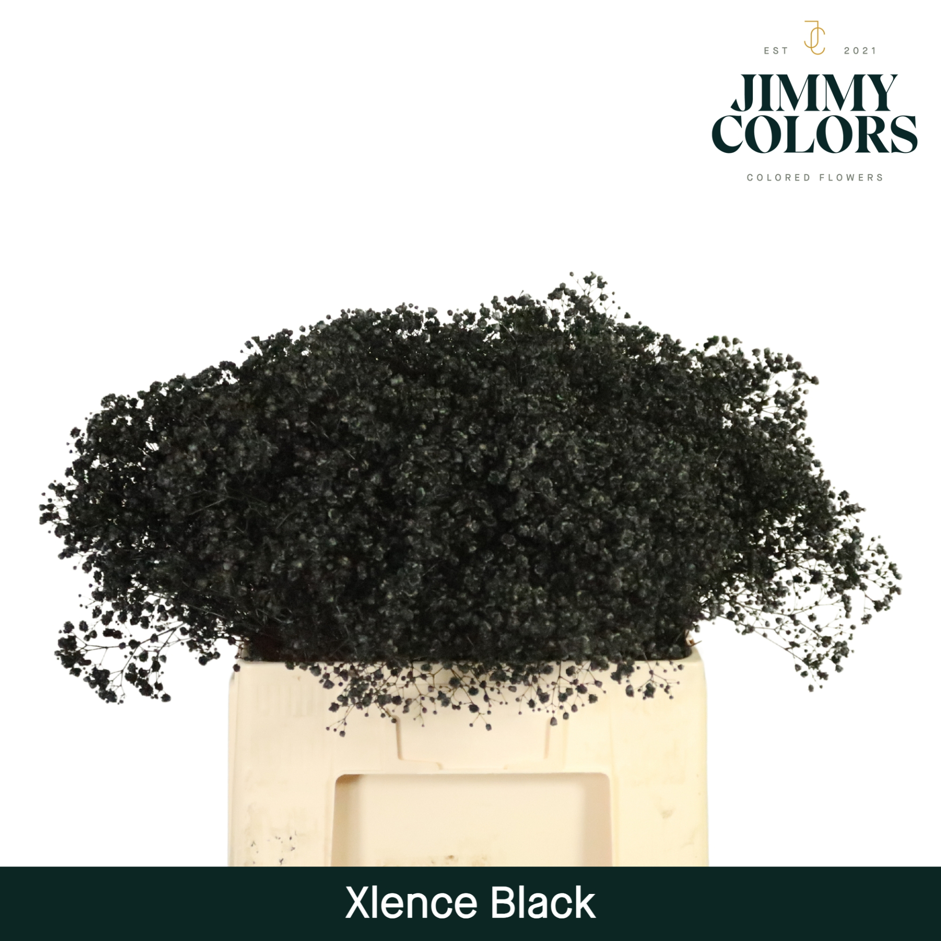 Срезанные цветы оптом Gyps large paint black от 100шт из Голландии с доставкой по России