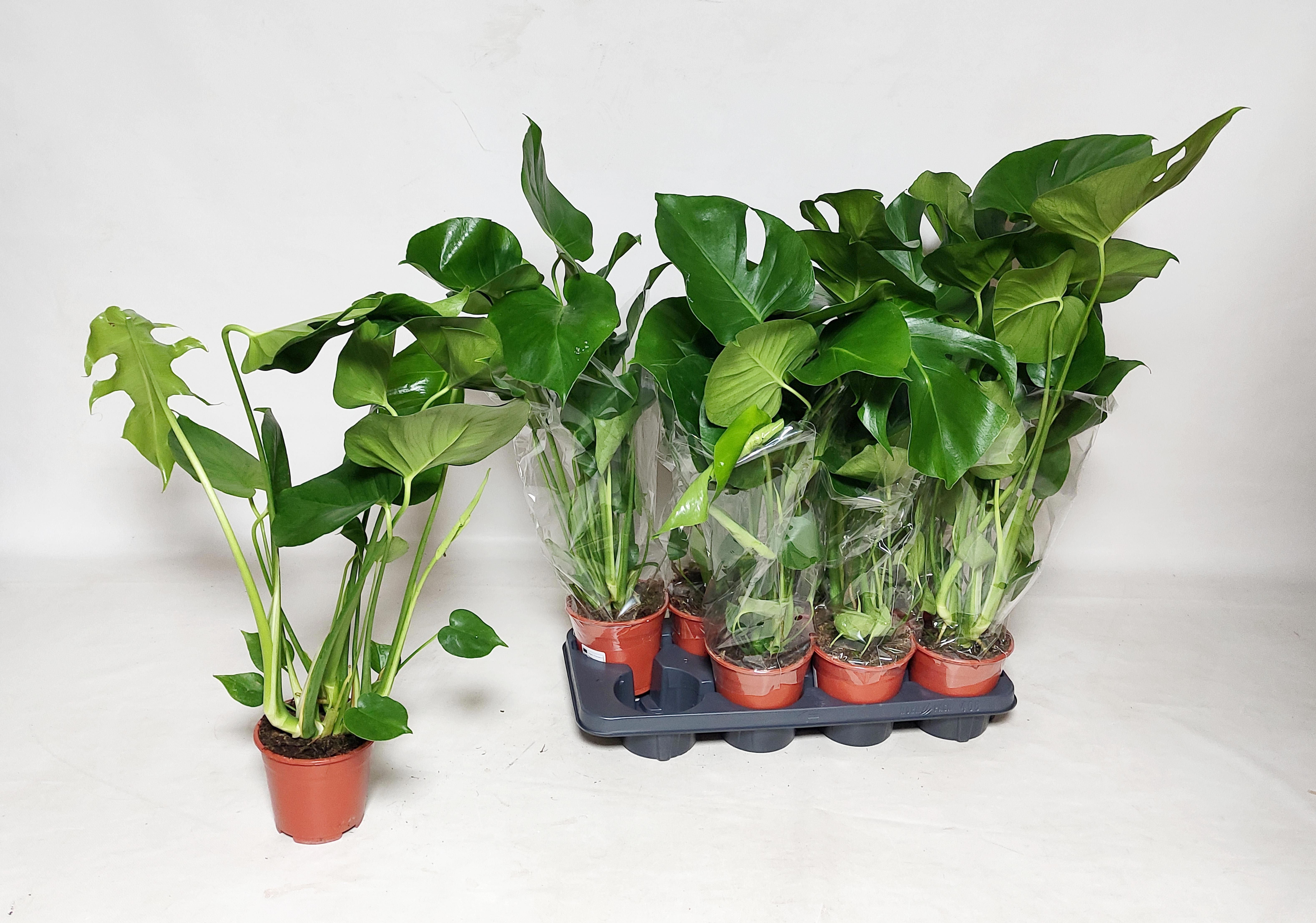 Горшечные цветы и растения оптом Monstera Deliciosa от 8шт из Голландии с доставкой по России