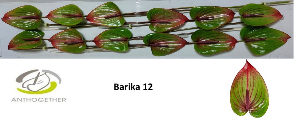 Срезанные цветы оптом Anthurium barika от 12шт из Голландии с доставкой по России