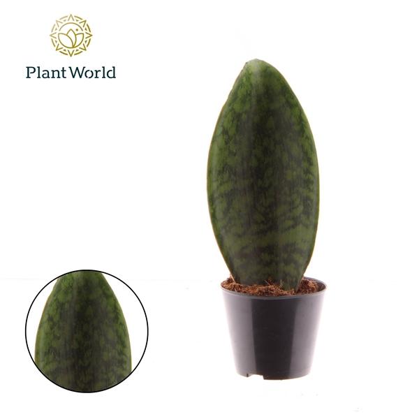 Горшечные цветы и растения оптом Sansevieria Masoniana’whale Fin от 12шт (для телеги) из Голландии с доставкой по России