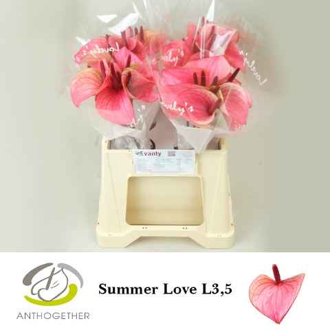 Срезанные цветы оптом Anthurium love summer от 40шт из Голландии с доставкой по России
