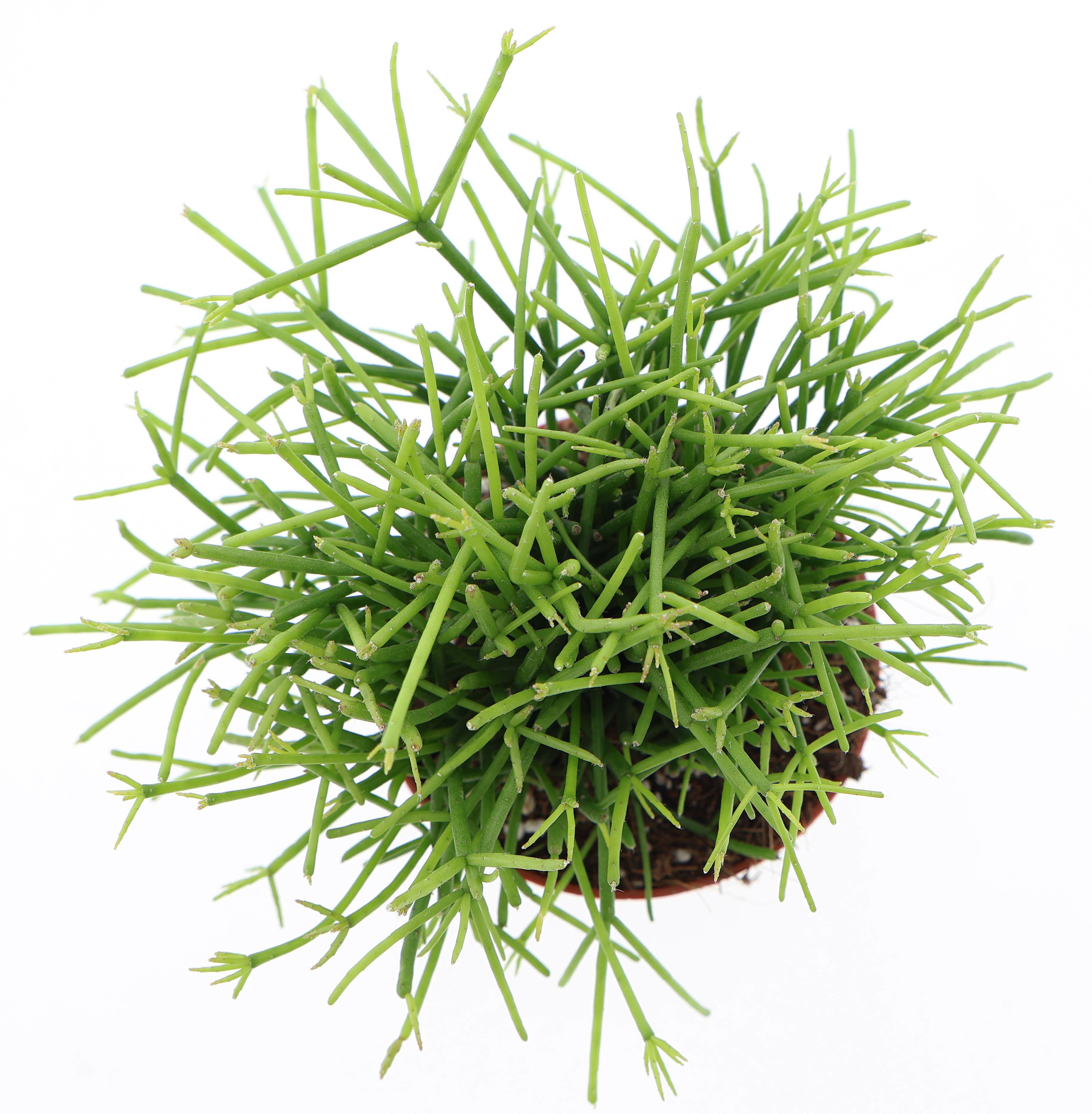 Горшечные цветы и растения оптом Rhipsalis Cassutha Oasis от 12шт (для телеги) из Голландии с доставкой по России