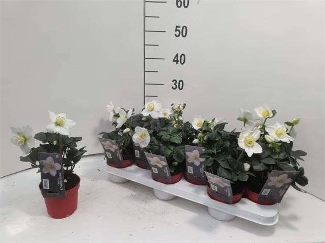 Горшечные цветы и растения оптом Helleborus Ni Chr Carol 6+ от 12шт из Голландии с доставкой по России