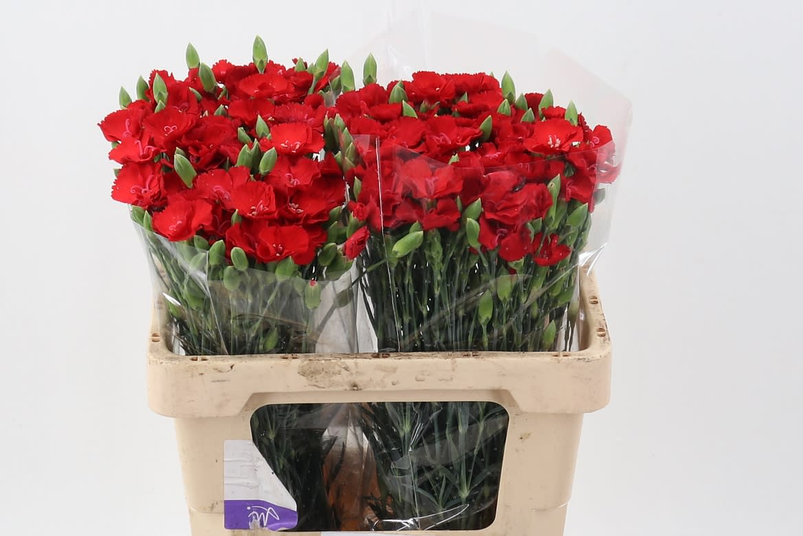 Срезанные цветы оптом Dianthus sp symply love от 100шт из Голландии с доставкой по России