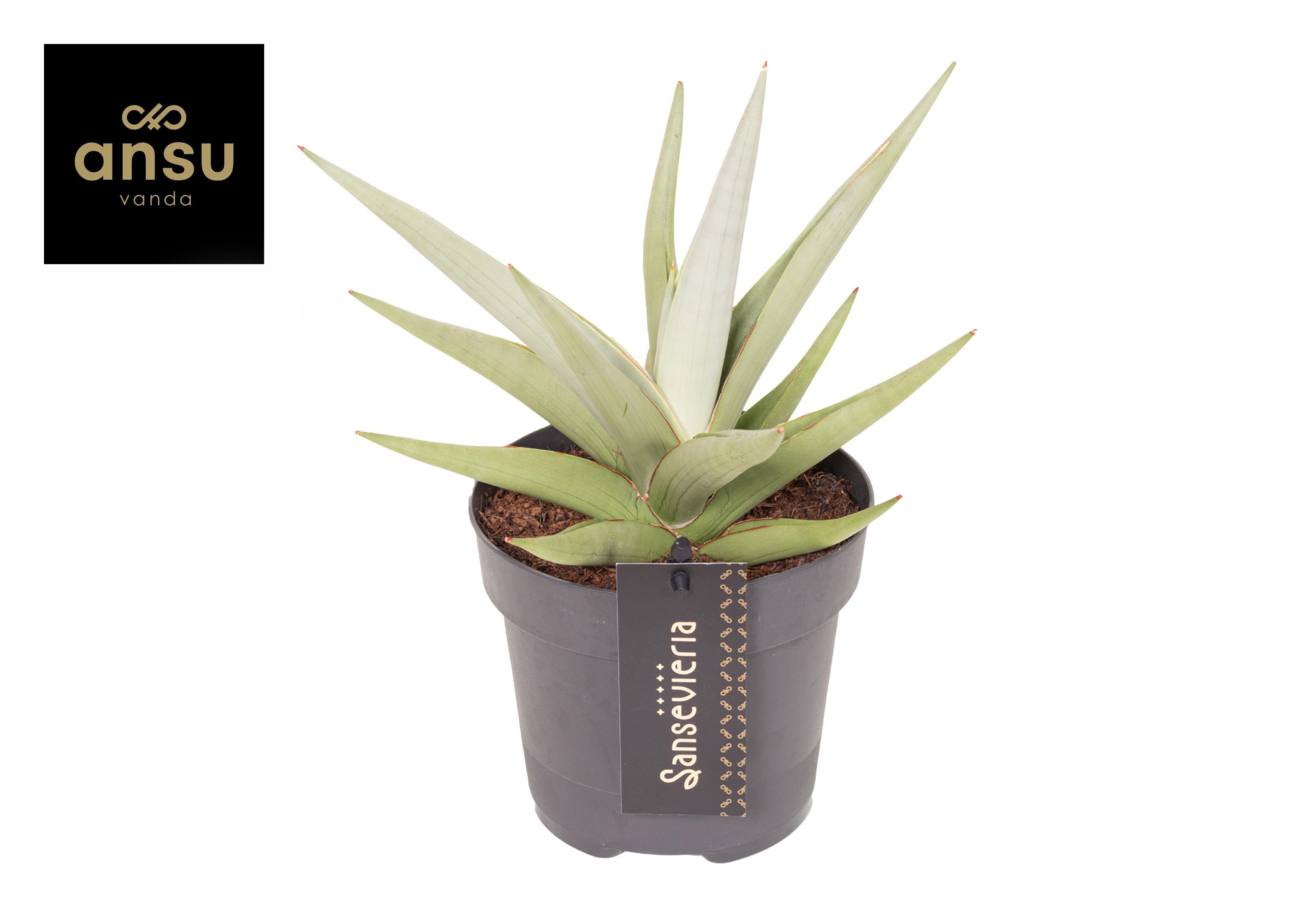 Горшечные цветы и растения оптом Sansevieria Comet Pastel Grey от 10шт из Голландии с доставкой по России