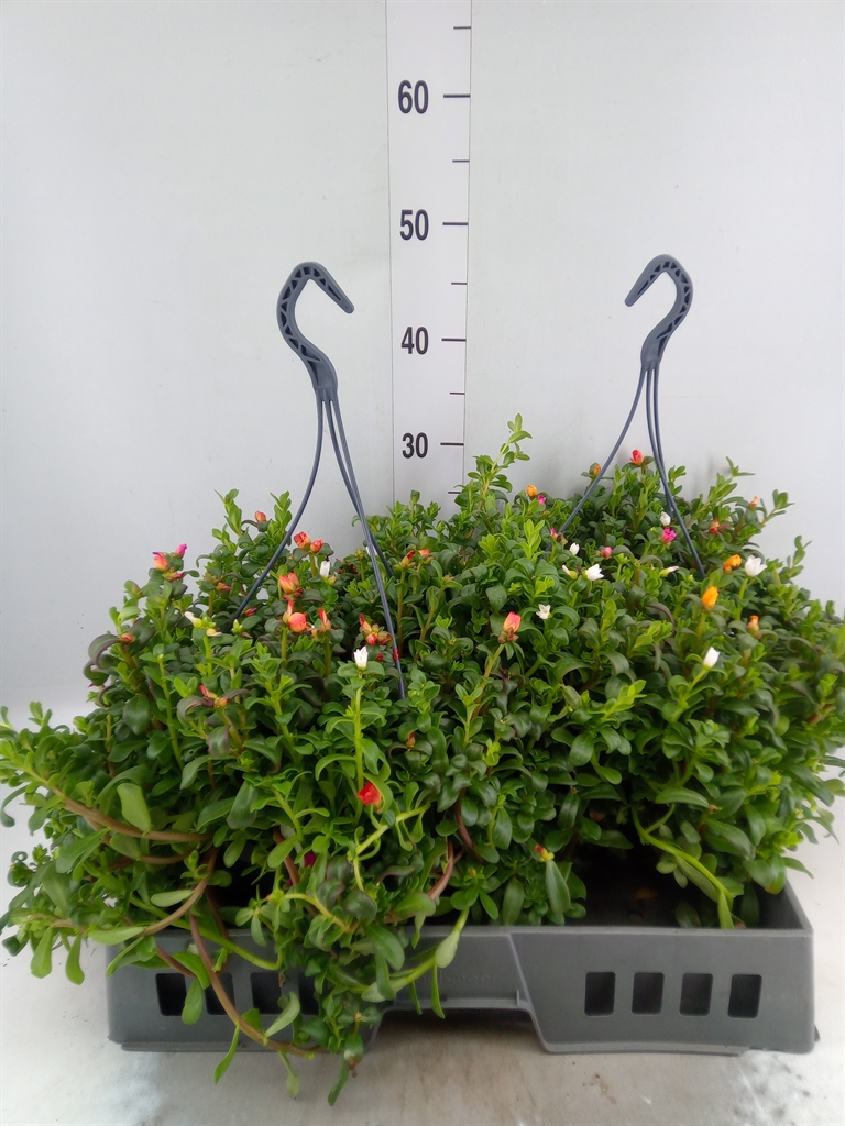 Горшечные цветы и растения оптом Portulaca   ...mix In Pot от 2шт из Голландии с доставкой по России