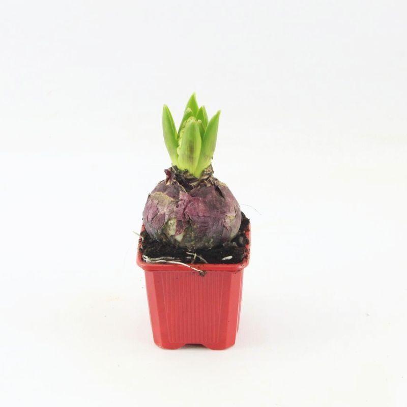 Горшечные цветы и растения оптом Hyacinthus Jan Bos от 24шт (для телеги) из Голландии с доставкой по России