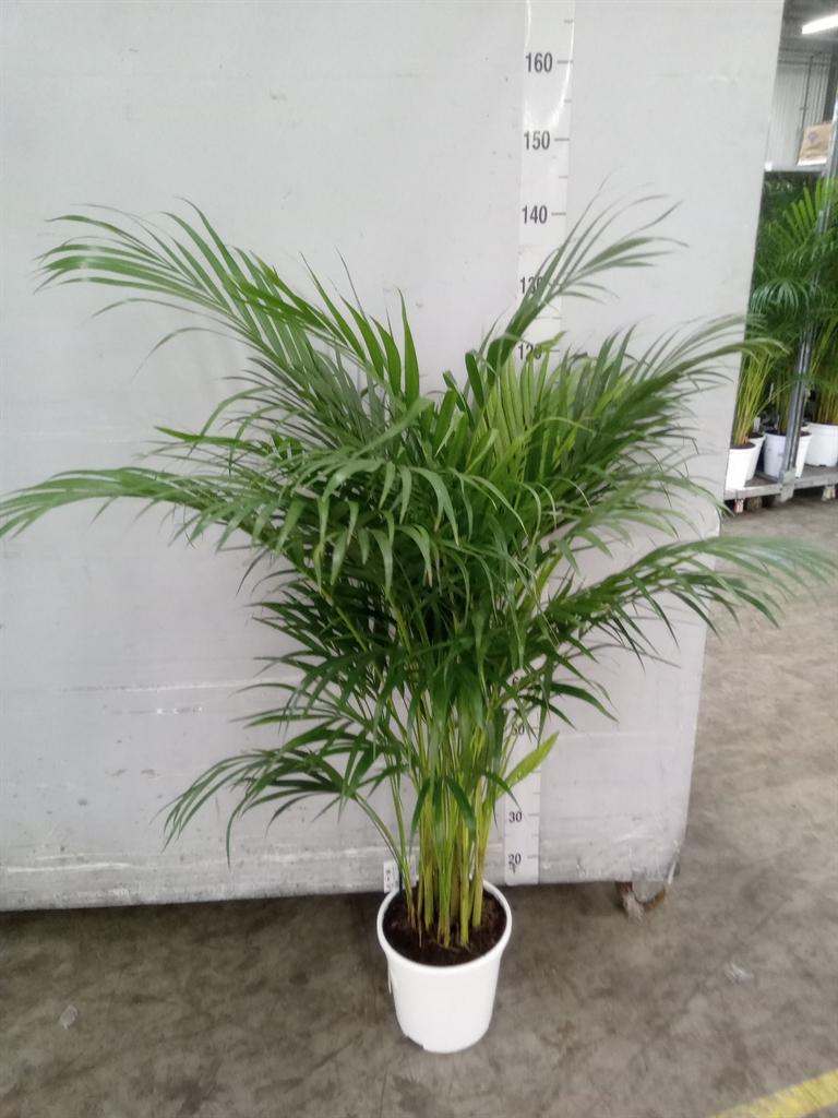 Горшечные цветы и растения оптом Dypsis Lutescens   ...chrysalidoca от 1шт из Голландии с доставкой по России