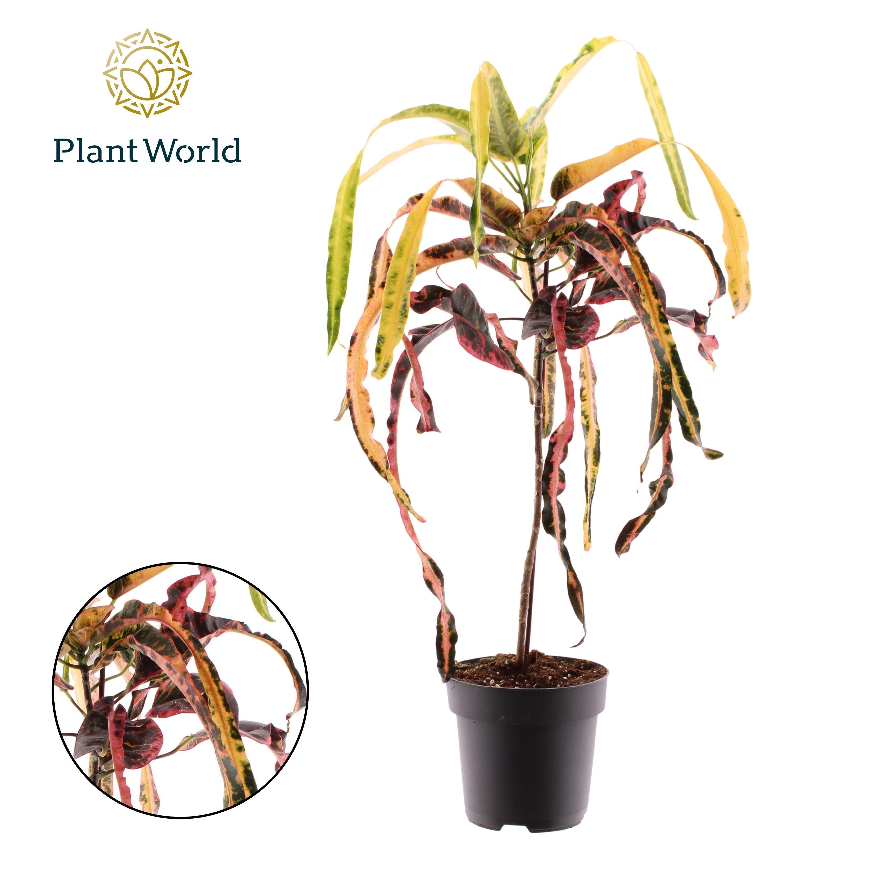 Горшечные цветы и растения оптом Codiaeum Dreadlock от 3шт из Голландии с доставкой по России