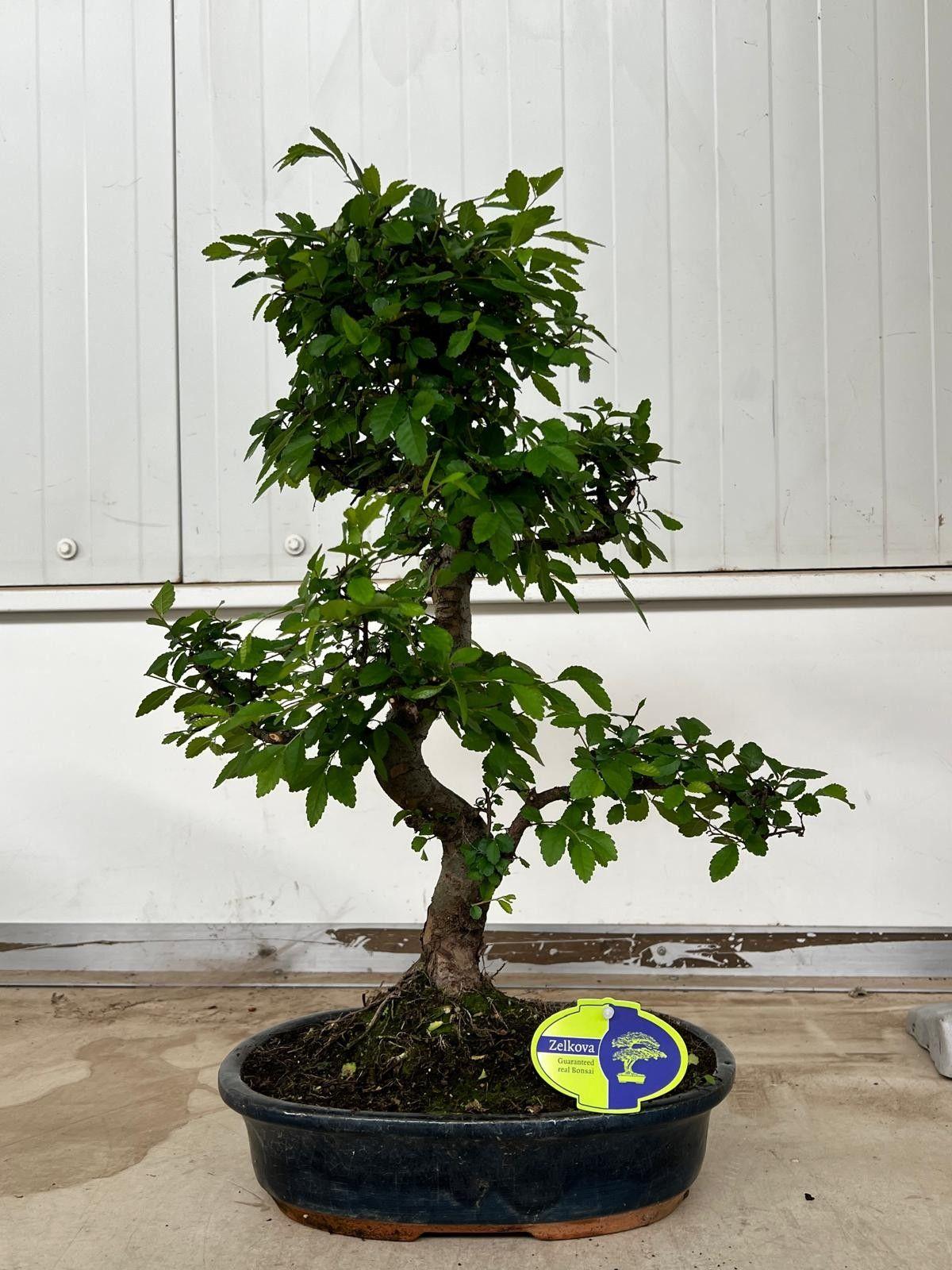 Горшечные цветы и растения оптом Bonsai Zeikova Without Driptray от 2шт из Голландии с доставкой по России