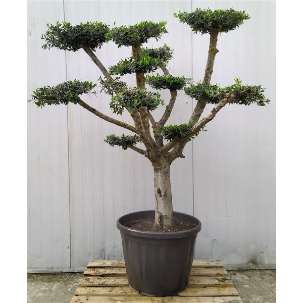 Горшечные цветы и растения оптом Olea Europaea Bonsai Etage 65 Cm от 1шт из Голландии с доставкой по России