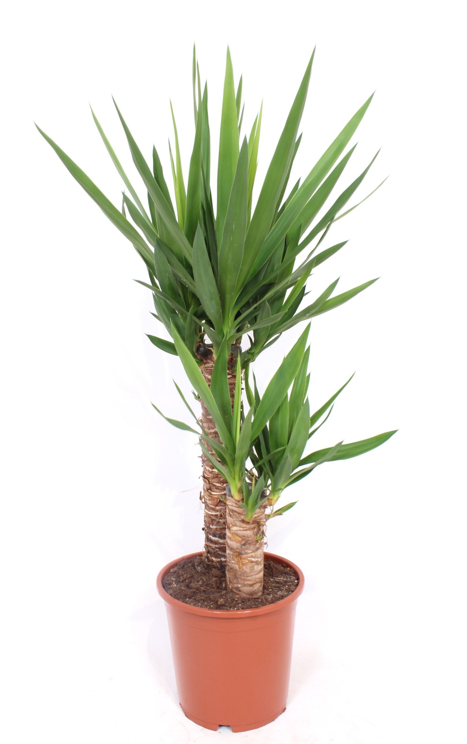 Горшечные цветы и растения оптом Yucca Elephantipes 45-20 от 1шт из Голландии с доставкой по России