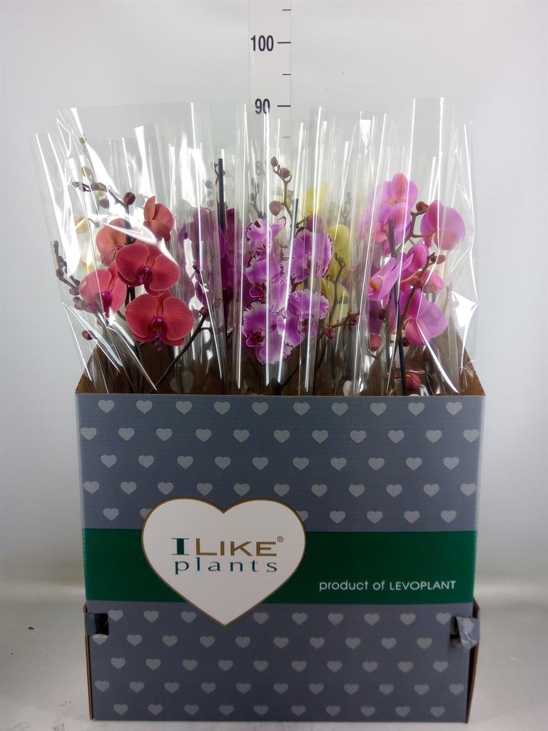 Горшечные цветы и растения оптом Phalaenopsis   ...mix от 12шт из Голландии с доставкой по России