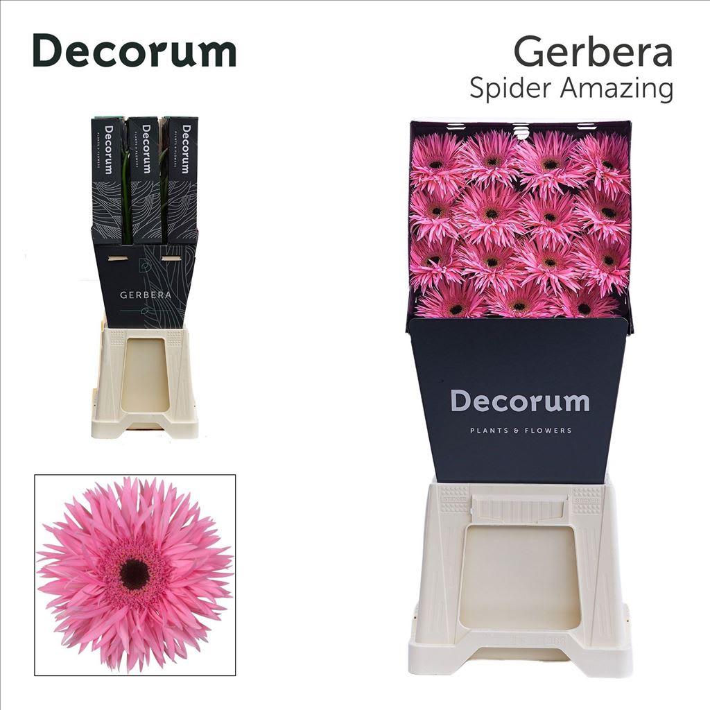 Срезанные цветы оптом Gerbera diamond gerspider amazing от 45шт из Голландии с доставкой по России