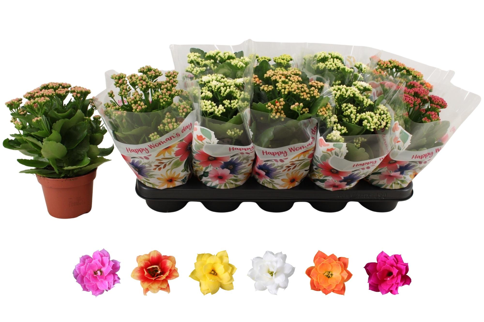 Горшечные цветы и растения оптом Kal Ge Ro Gem 6 Kl от 10шт из Голландии с доставкой по России