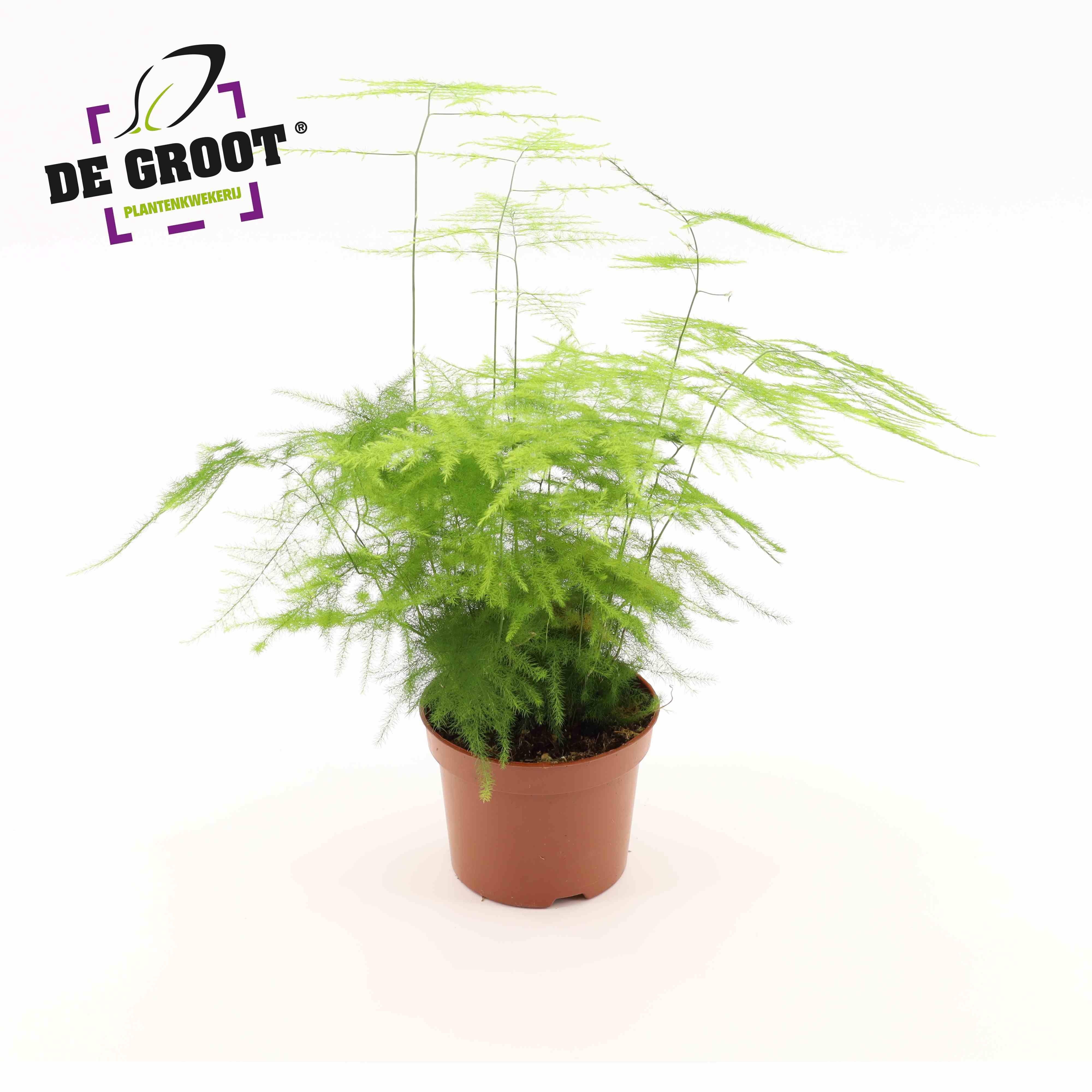 Горшечные цветы и растения оптом Asparagus Plumosus от 10шт из Голландии с доставкой по России