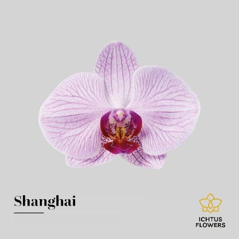 Срезанные цветы оптом Phalaenopsis shanghai (per flower) от 25шт из Голландии с доставкой по России