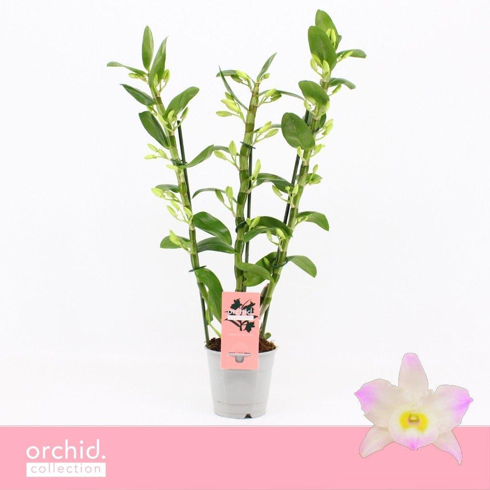 Горшечные цветы и растения оптом Dendr Nob 3st Kumiko Orchid Collection от 10шт из Голландии с доставкой по России