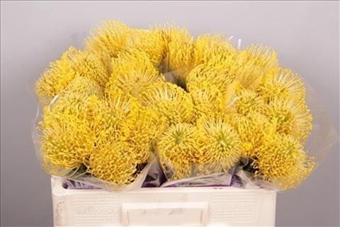 Срезанные цветы оптом Nutans high gold от 20шт из Голландии с доставкой по России