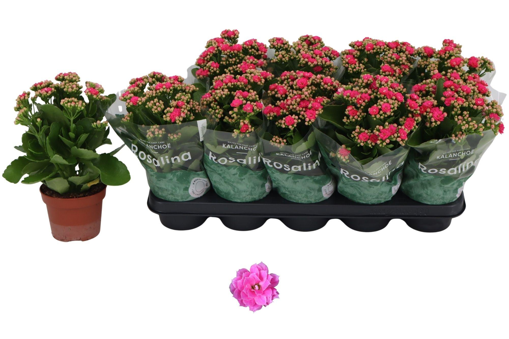 Горшечные цветы и растения оптом Kal Ge Nando Pink от 10шт из Голландии с доставкой по России