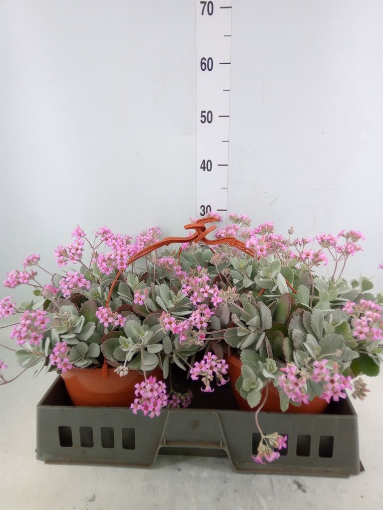 Горшечные цветы и растения оптом Kalanchoe Nf Pumila от 3шт из Голландии с доставкой по России