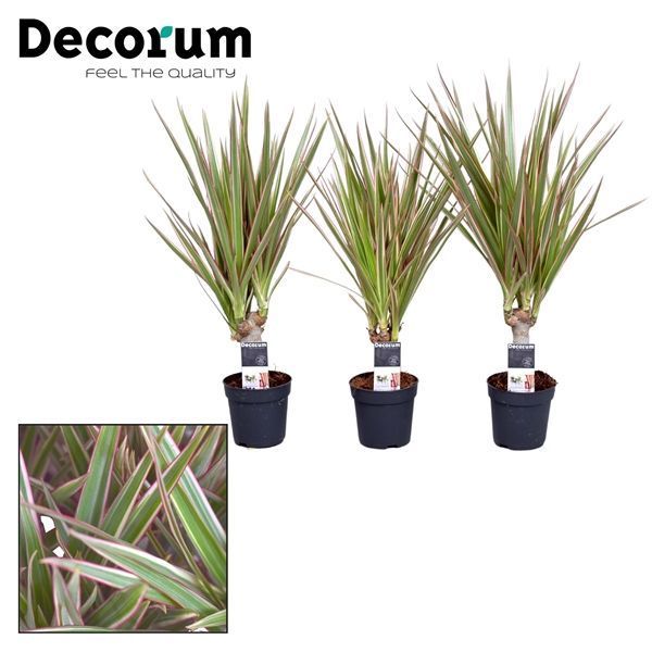 Горшечные цветы и растения оптом Drac Bicolor 5cm Stem (decorum) от 16шт из Голландии с доставкой по России