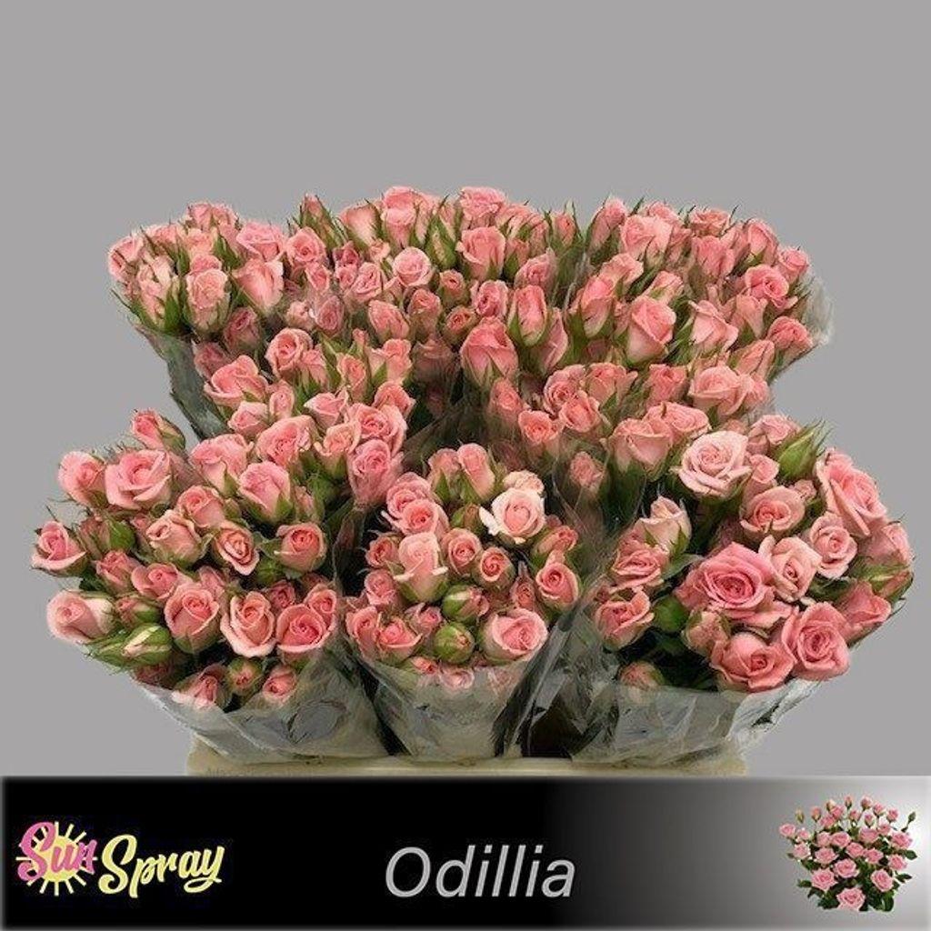 Срезанные цветы оптом Rosa spray odilia от 60шт из Голландии с доставкой по России