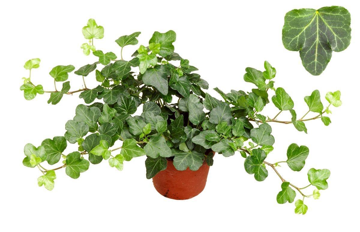 Горшечные цветы и растения оптом Hedera He Mini Wonder от 18шт (для телеги) из Голландии с доставкой по России