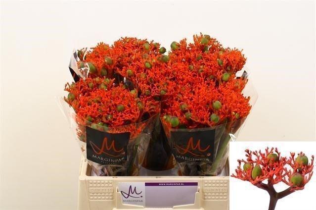 Срезанные цветы оптом Jatropha firecracker от 60шт из Голландии с доставкой по России