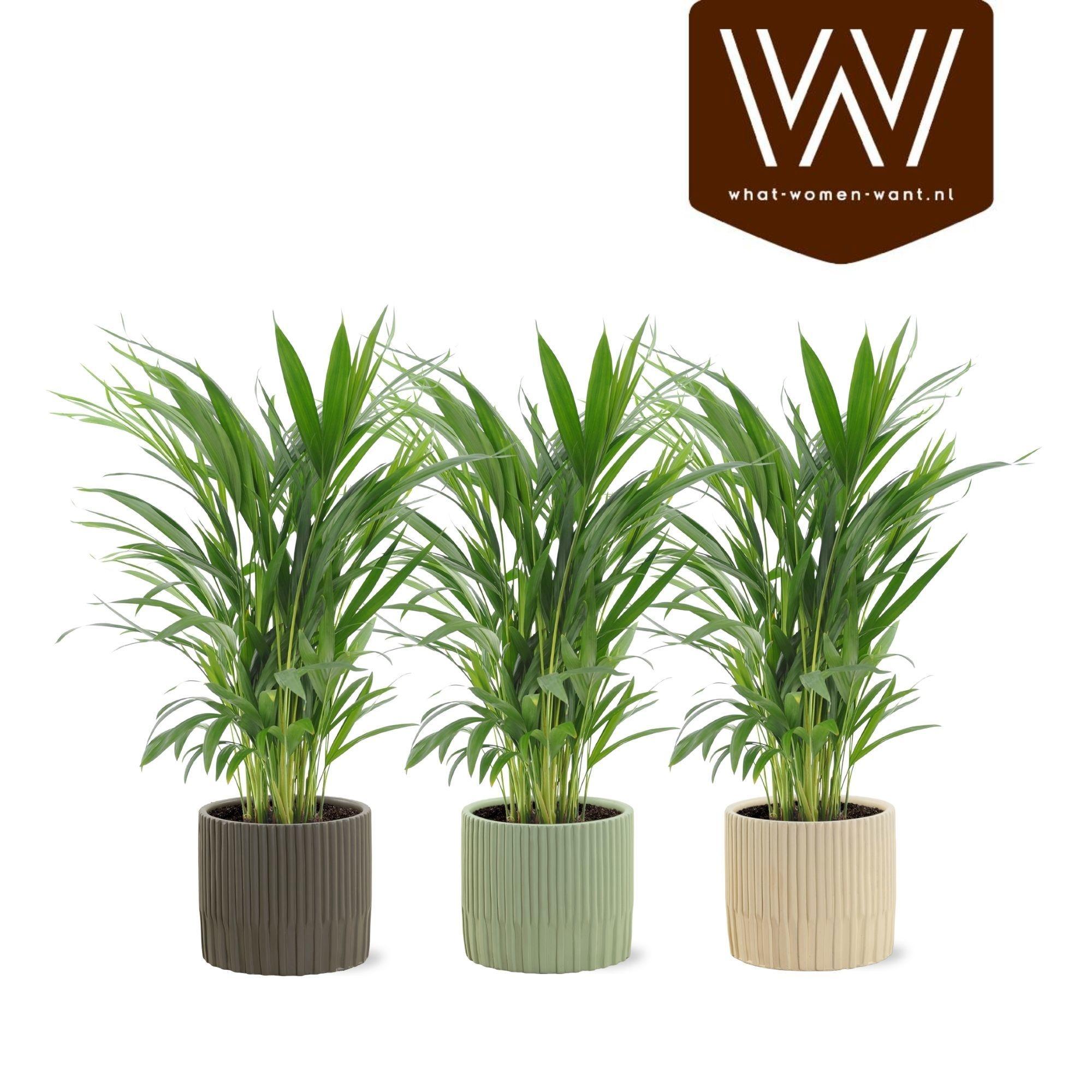 Горшечные цветы и растения оптом Dypsis Lutescens от 3шт из Голландии с доставкой по России