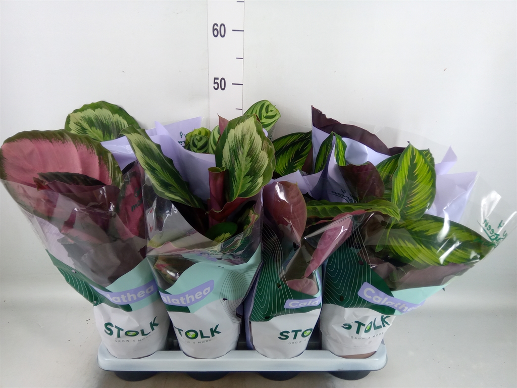 Горшечные цветы и растения оптом Calathea   ...mix 5 от 8шт из Голландии с доставкой по России