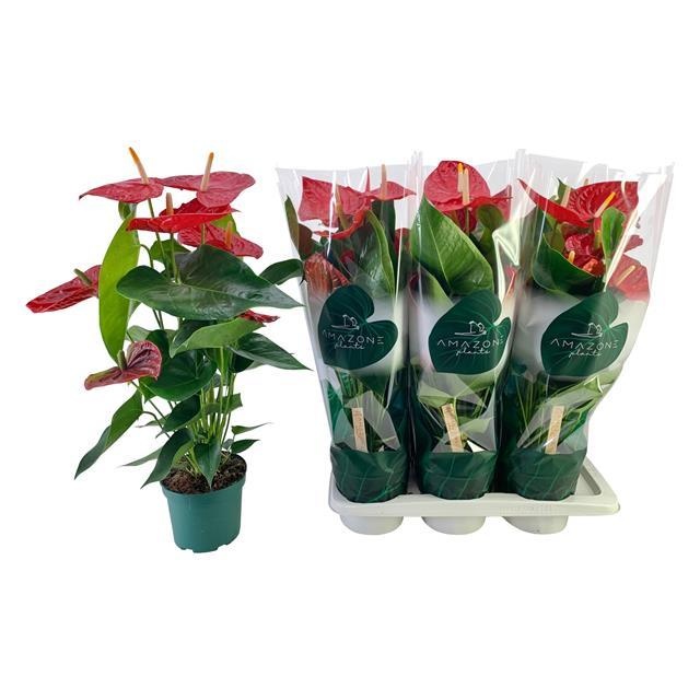 Горшечные цветы и растения оптом Anthu An Oregon от 6шт из Голландии с доставкой по России