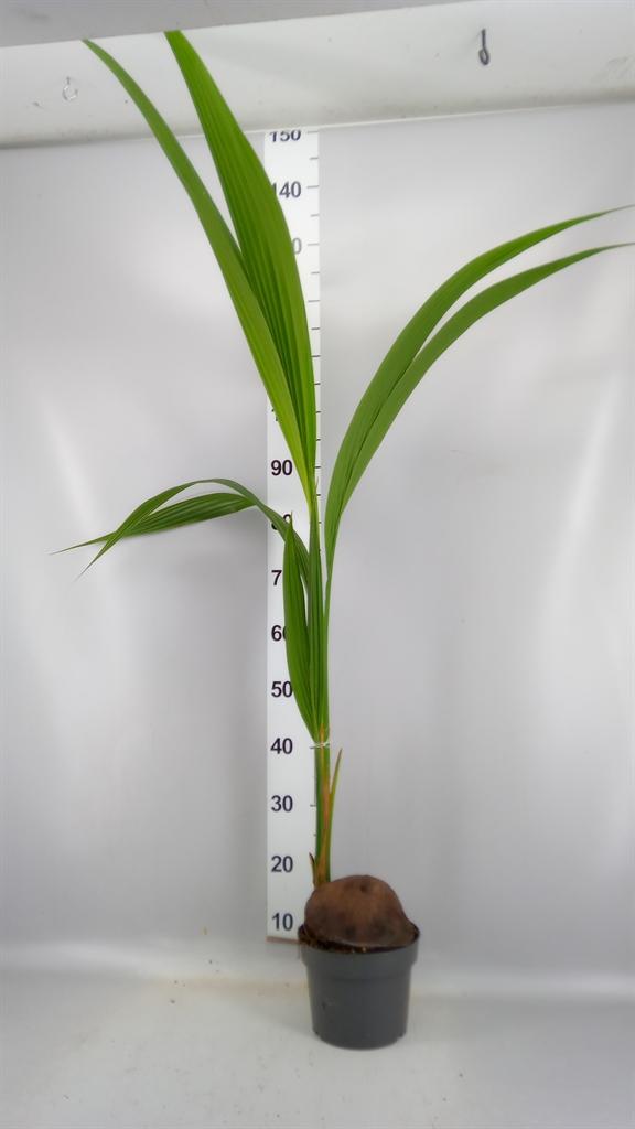 Горшечные цветы и растения оптом Cocos Nucifera от 1шт из Голландии с доставкой по России