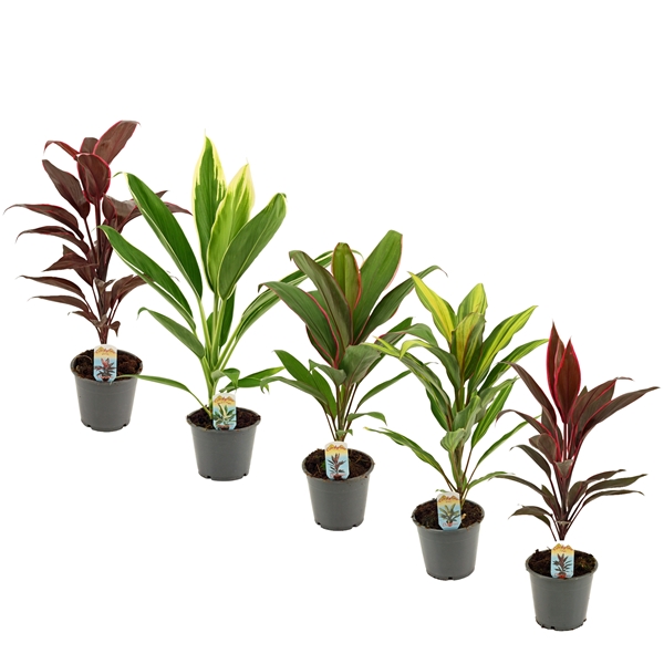 Горшечные цветы и растения оптом Cordyline Mix (decorum) от 10шт из Голландии с доставкой по России