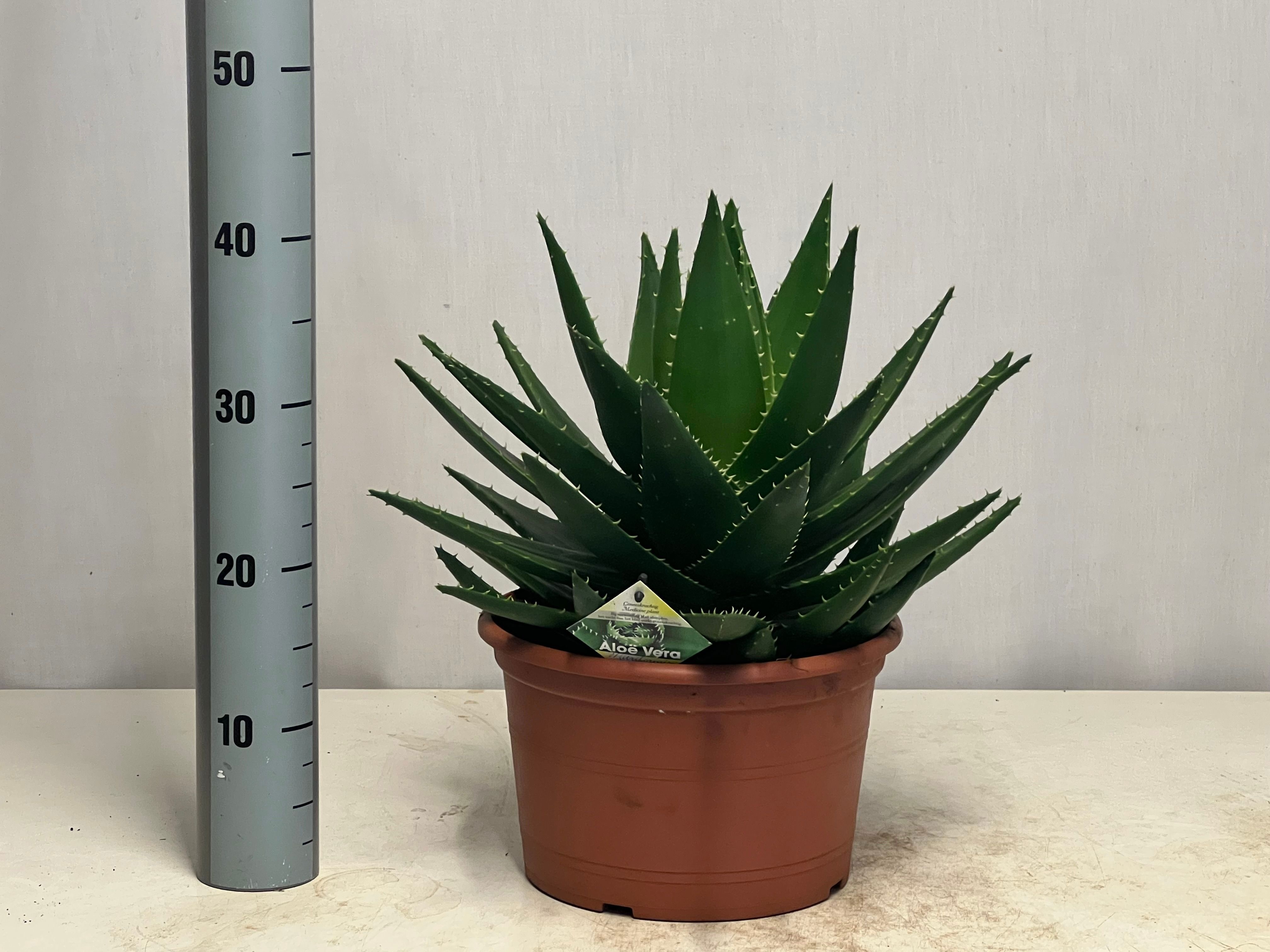 Горшечные цветы и растения оптом Aloe Perfoliata от 1шт из Голландии с доставкой по России