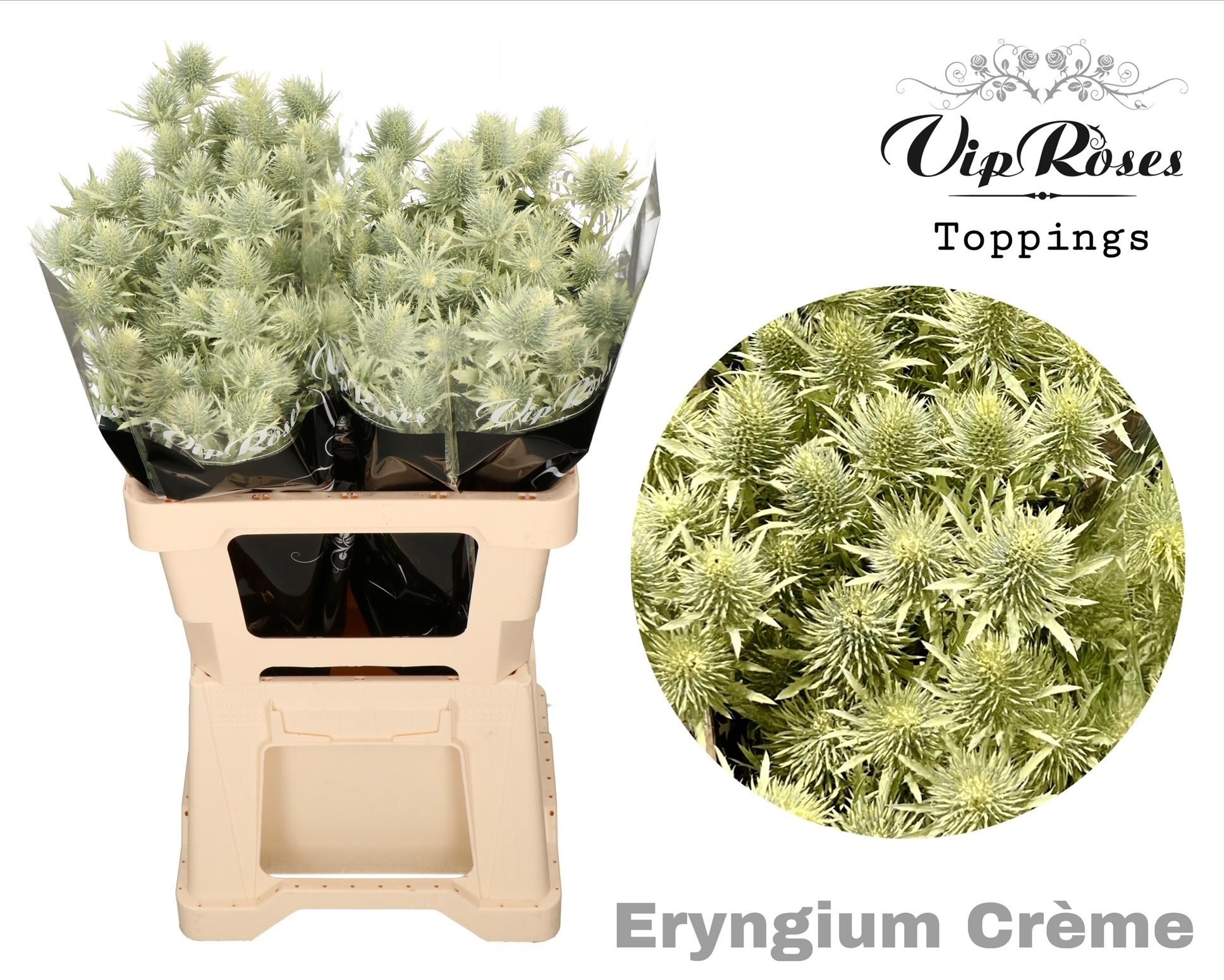 Срезанные цветы оптом Eryngium supernova paint creme от 20шт из Голландии с доставкой по России