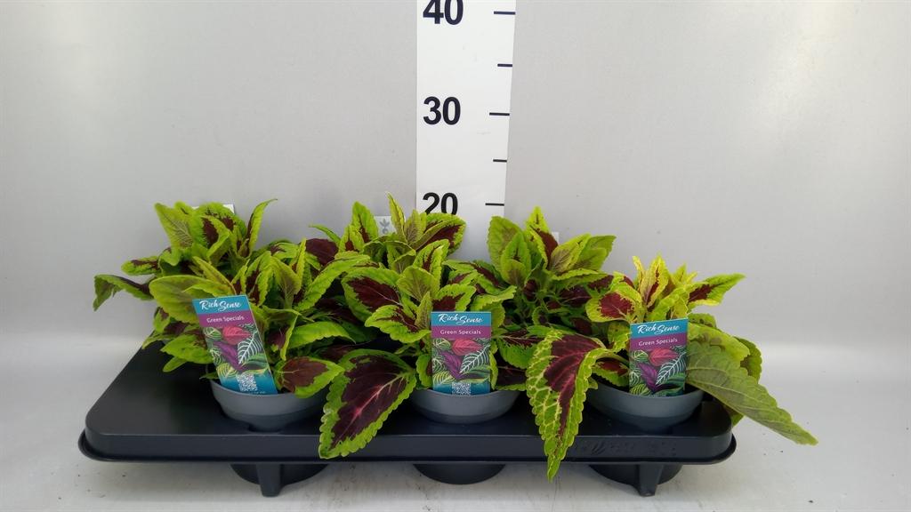Горшечные цветы и растения оптом Plectranthus Col. mst Alligator A от 6шт из Голландии с доставкой по России