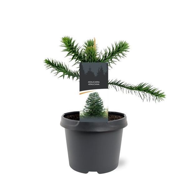 Горшечные цветы и растения оптом Araucaria Araucana от 1шт из Голландии с доставкой по России