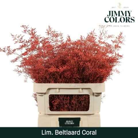 Срезанные цветы оптом Limonium paint coral от 25шт из Голландии с доставкой по России